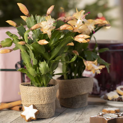 Weihnachtskaktus, orange, Topf-Ø 12 cm, 3 Pflanzen