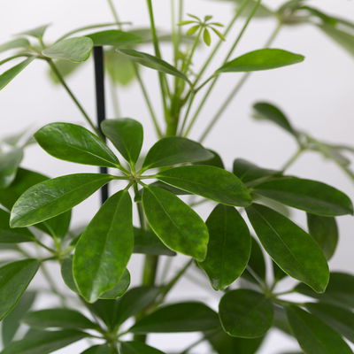 Strahlenaralie 'Nora', Topf 13 cm Ø, Höhe ca. 55 cm, 3er-Set,