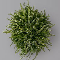 Knospenheide 'Rasta Girls®', weiß, Topf-Ø 13 cm, 6 Pflanzen