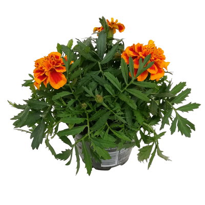 Tagetes, Farbe zufällig, Topf-Ø 13 cm, 6 Pflanzen