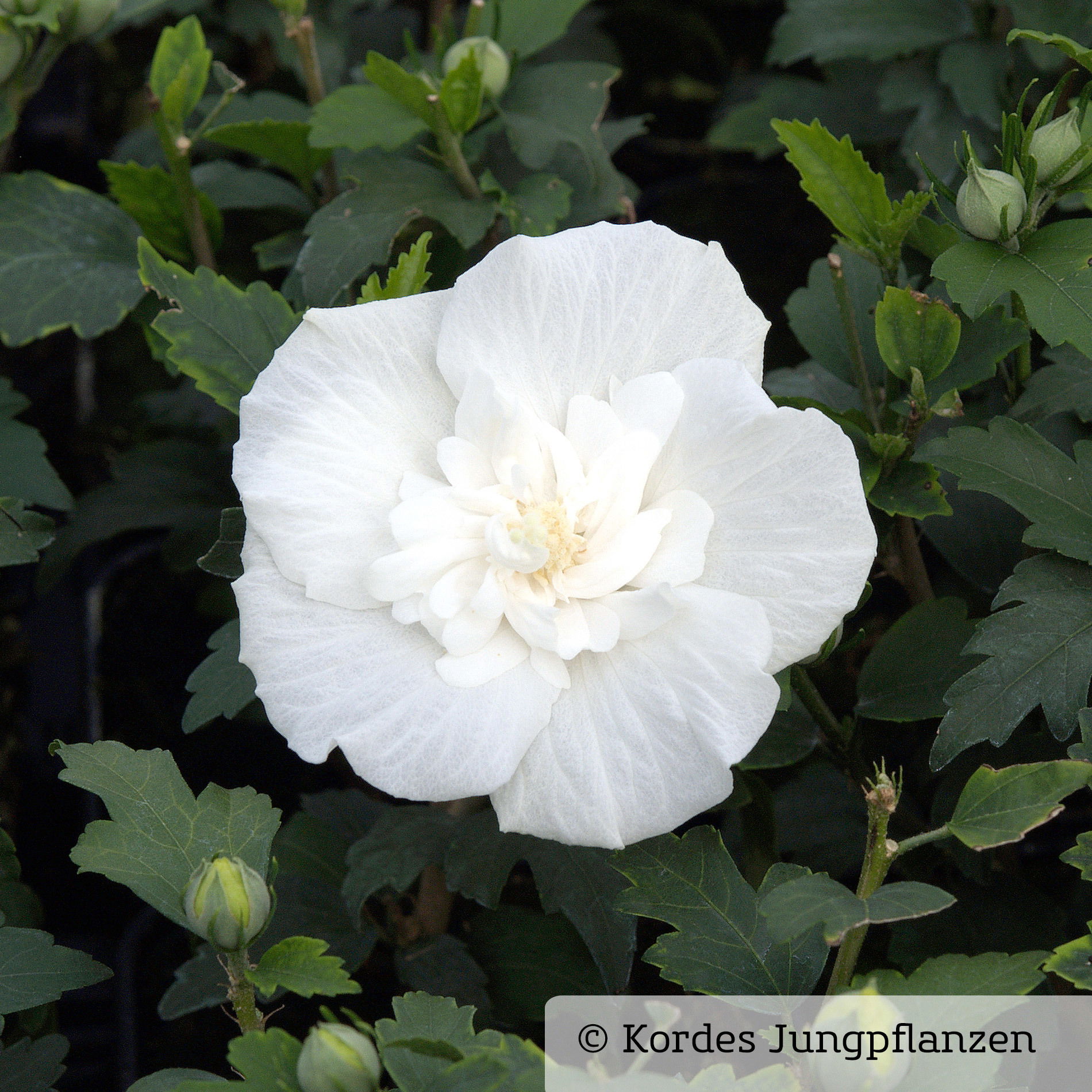 GartenHibiskus 'White Chiffon®' online kaufen│PflanzenKölle