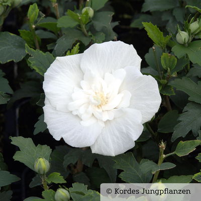 Duo-Gartenhibiskus 'White Chiffon®' und 'Pink Chiffon®', weiß + pink, 5 lt. Topf Duo-Gartenhibiskus 'White Chiffon®' und 'Pink Chiffon®', weiß + pink, 5 lt. Topf