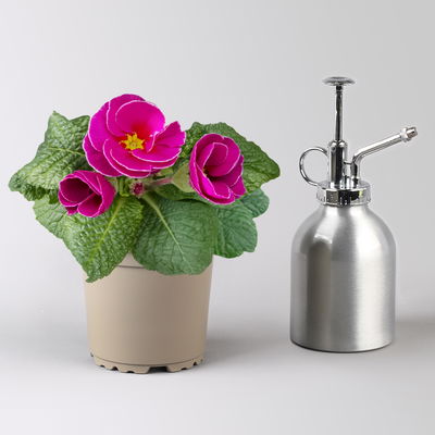 Pflanzenkreation Frühlingsduft, 12 Pflanzen inkl. Erde Pflanzenkreation Frühlingsduft, 12 Pflanzen inkl. Erde