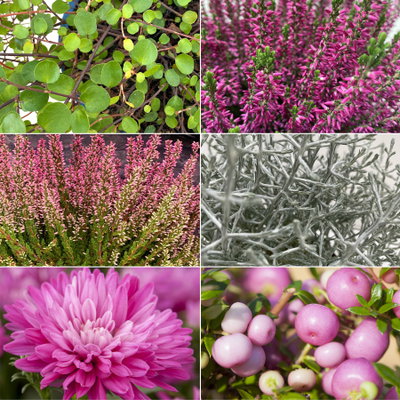 Pflanzenkreation Herbstspaziergang pink-silber, 6 Pflanzen inkl. Erde Pflanzenkreation Herbstspaziergang pink-silber, 6 Pflanzen inkl. Erde