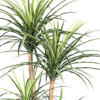 Künstliche Dracaena, Höhe ca. 160 cm