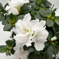 Azalee 'Vogel' Mix, gefüllt, Topf-Ø 11 cm, Höhe ca. 20 cm, 8 Pflanzen Azalee 'Vogel' Mix, gefüllt, Topf-Ø 11 cm, Höhe ca. 20 cm, 8 Pflanzen