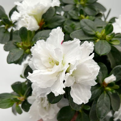 Azalee 'Vogel' Mix, gefüllt, Topf-Ø 11 cm, Höhe ca. 20 cm, 8 Pflanzen Azalee 'Vogel' Mix, gefüllt, Topf-Ø 11 cm, Höhe ca. 20 cm, 8 Pflanzen