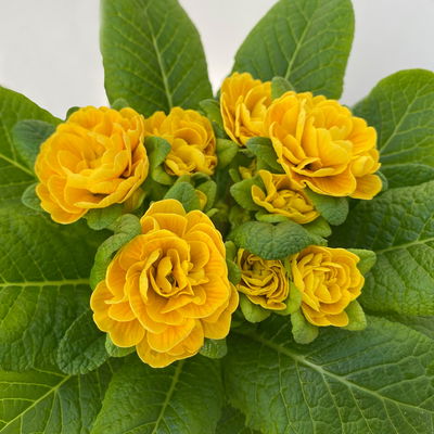 Primel 'Belarina', gelb, Topf-Ø 12 cm, 6 Pflanzen