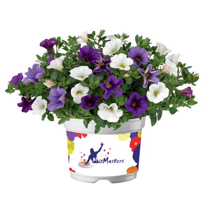 Zauberglöckchen 'Trio', Mischung zufällig, Topf-Ø 12 cm, 6 Pflanzen Zauberglöckchen 'Trio', Mischung zufällig, Topf-Ø 12 cm, 6 Pflanzen