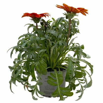 Mittagsgold Farbe zufällig, Topf-Ø 12 cm, 6er-Set Mittagsgold Farbe zufällig, Topf-Ø 12 cm, 6er-Set