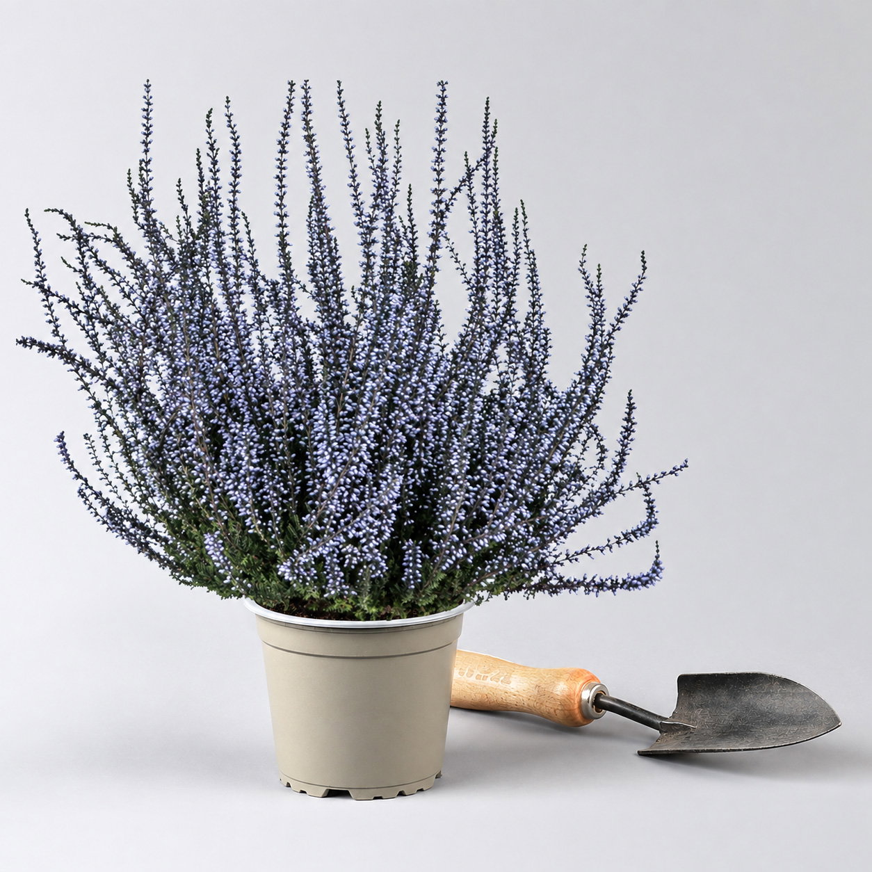 Knospenheide 'Picasso' gefärbt, Farben zufällig, Topf-Ø 12 cm, 6 Pflanzen Knospenheide 'Picasso' gefärbt, Farben zufällig, Topf-Ø 12 cm, 6 Pflanzen