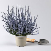 Knospenheide 'Picasso' gefärbt, Farben zufällig, Topf-Ø 12 cm, 6 Pflanzen Knospenheide 'Picasso' gefärbt, Farben zufällig, Topf-Ø 12 cm, 6 Pflanzen