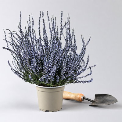 Knospenheide 'Picasso' gefärbt, Farben zufällig, Topf-Ø 12 cm, 6 Pflanzen Knospenheide 'Picasso' gefärbt, Farben zufällig, Topf-Ø 12 cm, 6 Pflanzen