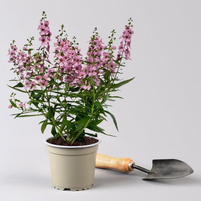 Pflanzenkreation Sommerromantik, groß, 6 Pflanzen inkl. Erde und Dünger
