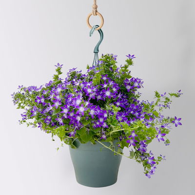 Polster-Glockenblume 'Adansa® Purple', blau-weiß, Ampeltopf-Ø 19 cm, 2 Pflanzen