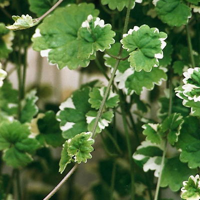 Weißbunter Gundermann 'Variegata' grün-weiß, Topf-Ø 12 cm, 6er-Set