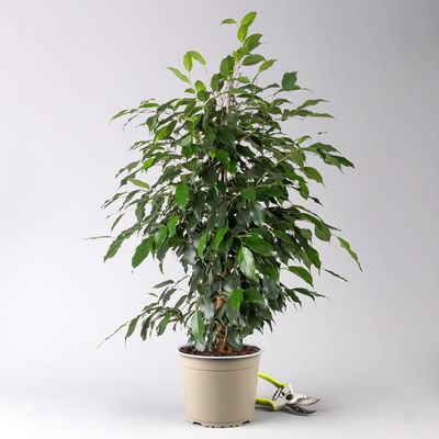 Birkenfeige 'Danielle', Topf-Ø 21 cm, Höhe ca. 110 cm