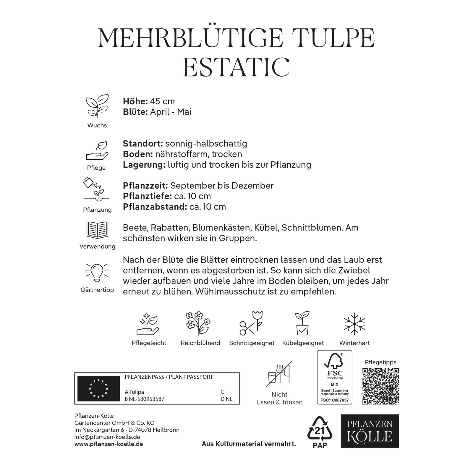 mehrblütige Tulpen 'Estatic', bordeauxrot, Größe 11/12, 7 Blumenzwiebeln
