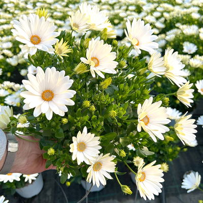 Kapkörbchen, Farbe zufällig, Topf-Ø 14 cm, 4 Pflanzen Kapkörbchen, Farbe zufällig, Topf-Ø 14 cm, 4 Pflanzen