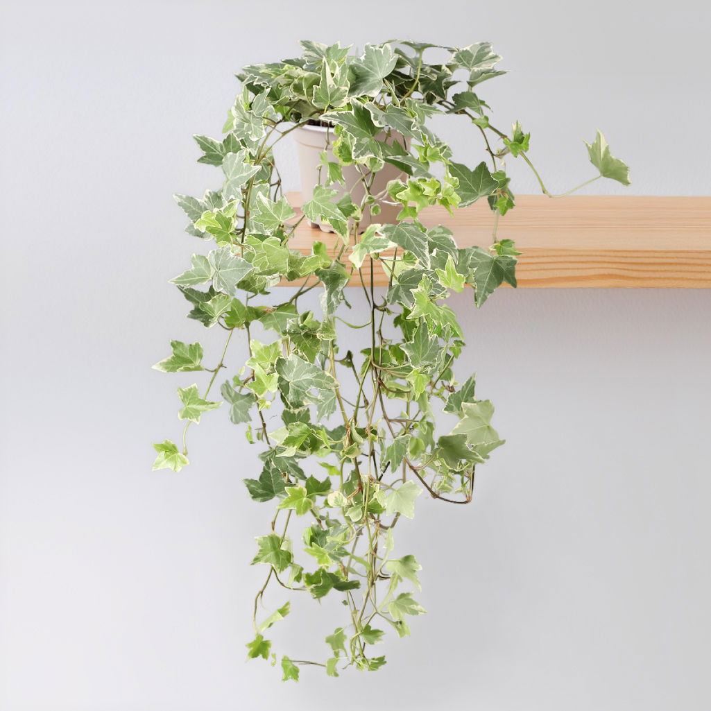 Weißbunter Efeu inkl. Keramiktopf Dallas anthrazit, Topf-Ø 12/13 cm, 3er-Set Weißbunter Efeu inkl. Keramiktopf Dallas anthrazit, Topf-Ø 12/13 cm, 3er-Set