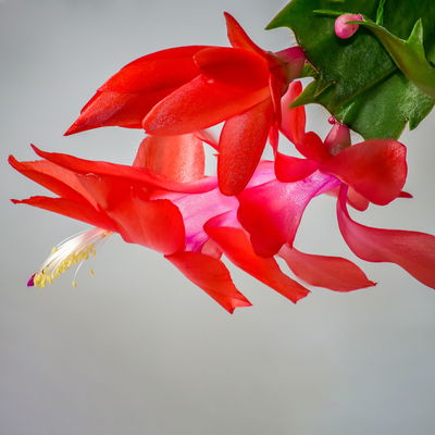 Weihnachtskaktus, rot, Topf-Ø 12 cm, 3 Pflanzen