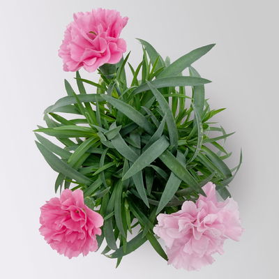 Nelke 'I Love U', Mini, pink-rosa-weiß, Topf-Ø 7 cm, 6 Pflanzen