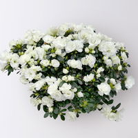 Azalee Hortinno® 'Christine Belli' weiß, Topf-Ø 15 cm