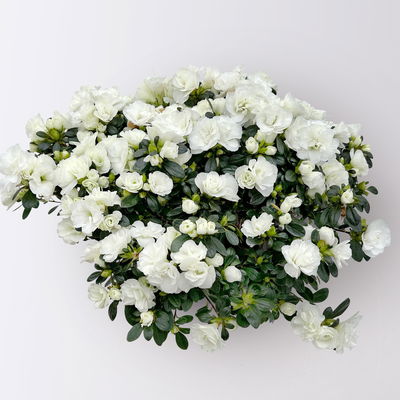 Azalee Hortinno® 'Christine Belli' weiß, Topf-Ø 15 cm