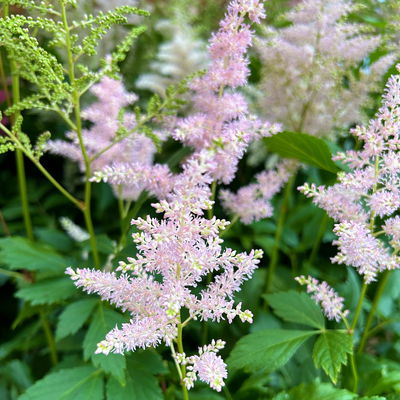 Astilbe arendsii, rosa, Topf-Ø 15 cm