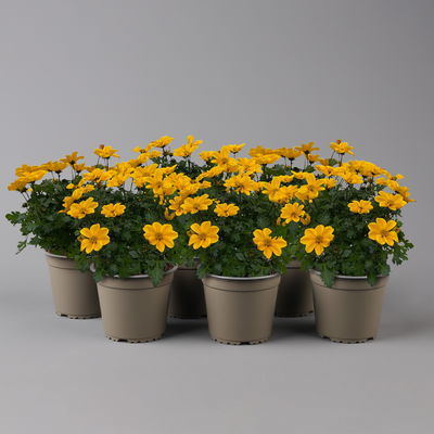 Goldmarie 'Golden Empire™' gelb, Topf-Ø 12 cm, 6er-Set