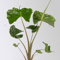 Alocasia 'Stingray', Topf-Ø 17 cm, Höhe ca. 60 cm, 2 Pflanzen Alocasia 'Stingray', Topf-Ø 17 cm, Höhe ca. 60 cm, 2 Pflanzen