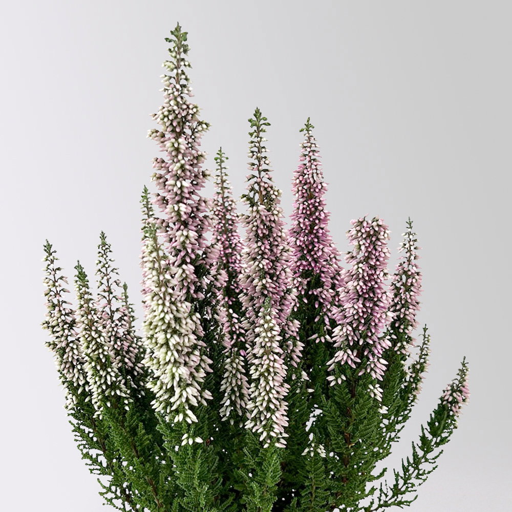 Calluna 'First Ladies®', lila, Topf-Ø 11 cm, 6 Pflanzen Calluna 'First Ladies®', lila, Topf-Ø 11 cm, 6 Pflanzen