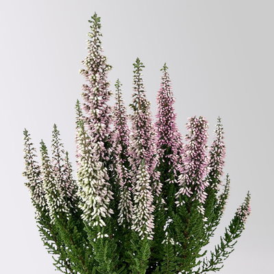 Calluna 'First Ladies®', lila, Topf-Ø 11 cm, 6 Pflanzen Calluna 'First Ladies®', lila, Topf-Ø 11 cm, 6 Pflanzen