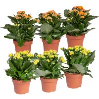 Kalanchoe 'Calandiva'®, gelb&orange, Topf-Ø 12 cm, Höhe ca. 20-30 cm, 6er-Set
