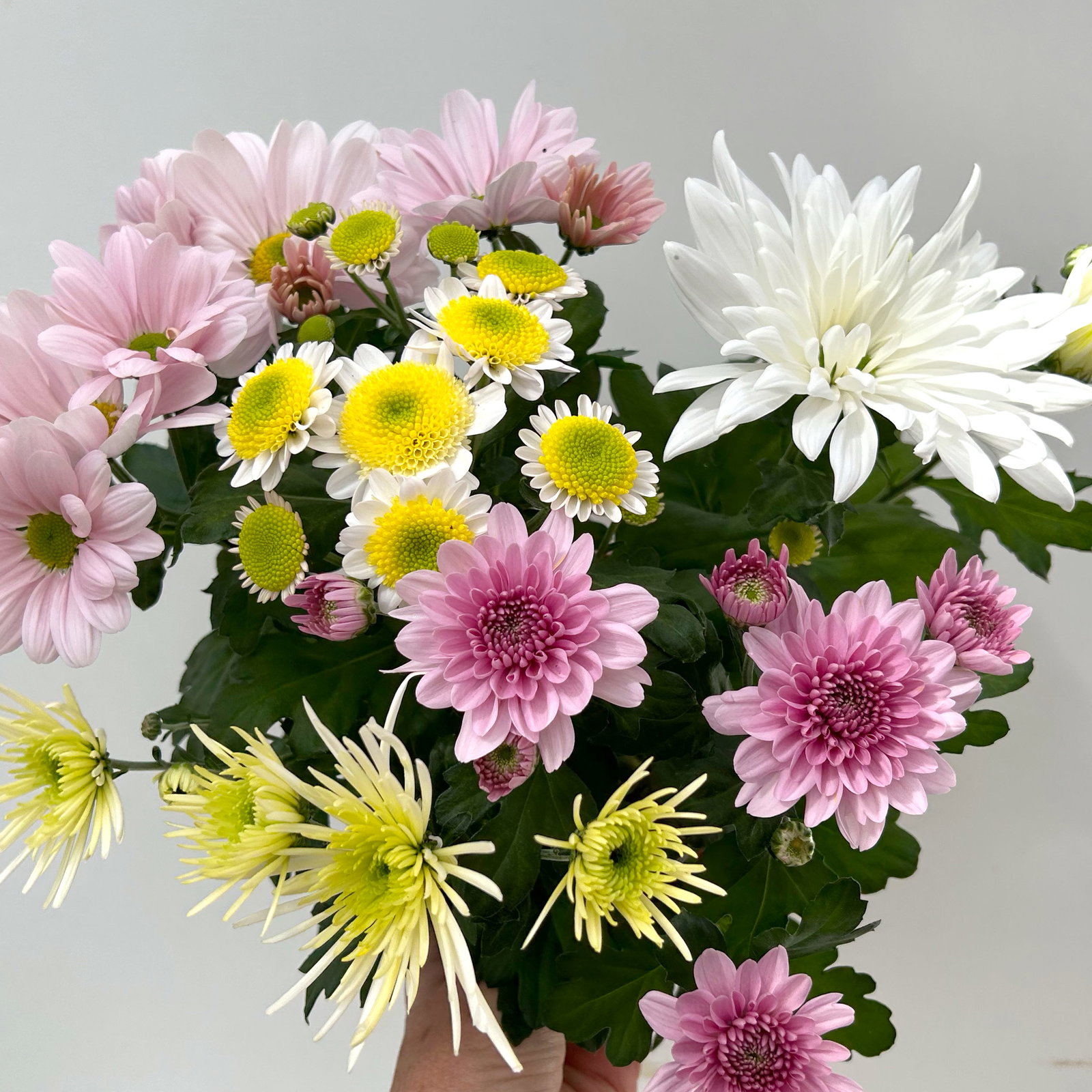 Chrysanthemen 'Bouquet', rosa-weiß-bordeaux-gelb, Topf-Ø 14 cm, 4 Pflanzen Chrysanthemen 'Bouquet', rosa-weiß-bordeaux-gelb, Topf-Ø 14 cm, 4 Pflanzen