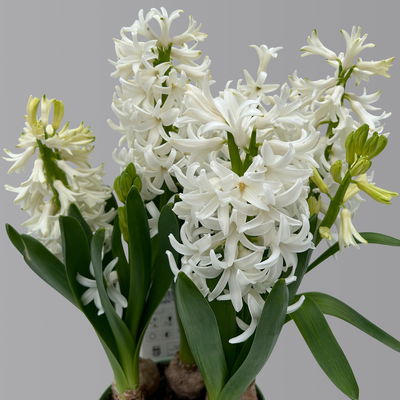 Hyazinthe weiß, vorgetrieben, Topf-Ø 15 cm, 3 Pflanzen Hyazinthe weiß, vorgetrieben, Topf-Ø 15 cm, 3 Pflanzen