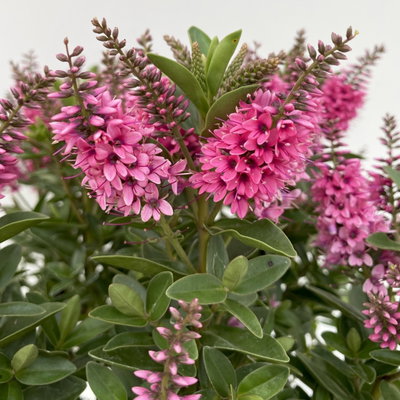 Hebe 'All Blooms®', Farbe zufällig, Topf-Ø 17 cm Hebe 'All Blooms®', Farbe zufällig, Topf-Ø 17 cm