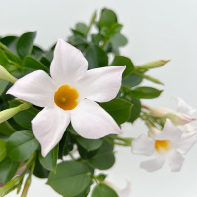 Dipladenie, weiß, Topf-Ø 14 cm, 4 Pflanzen