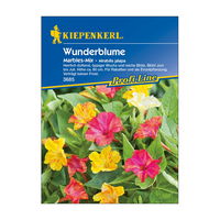 Blumensamen, Wunderblume 'Marblesa', gelb & rosa
