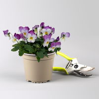 Hornveilchen XL, lila-weiß-gelb, Topf-Ø 12cm, 6 Pflanzen