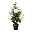 Rosenstock künstlich ca. 90 cm, tolle Blüten, wunderschöne Farben