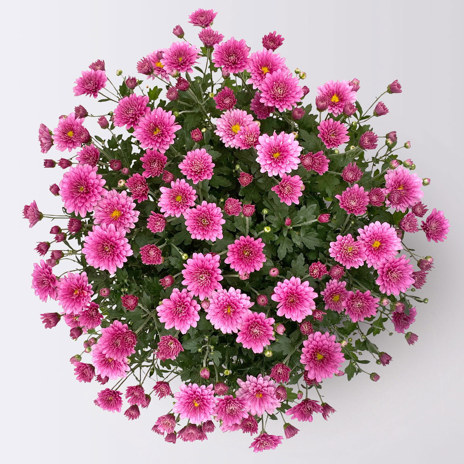 Chrysanthemen-Busch, gelb-lila-weiß, Topf-Ø 19 cm, 3er-Set