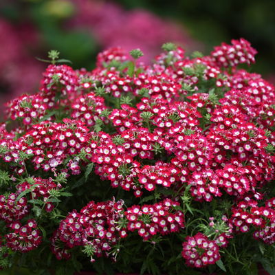 Eisenkraut zweifarbig, Topf-Ø 12 cm, 6 Stück