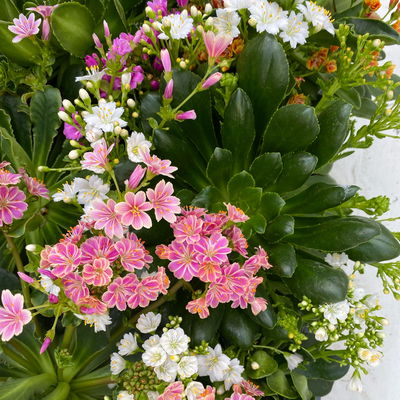 Lewisia cotyledon, Farben zufällig, Topf-Ø 12 cm, 6er-Set