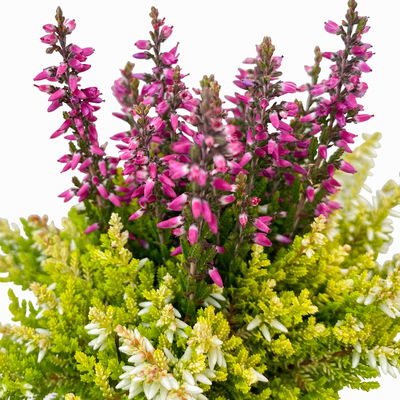 Knospenheide 'Colour Crown®', Farben zufällig, Topf-Ø 6 cm, 12 Pflanzen Knospenheide 'Colour Crown®', Farben zufällig, Topf-Ø 6 cm, 12 Pflanzen