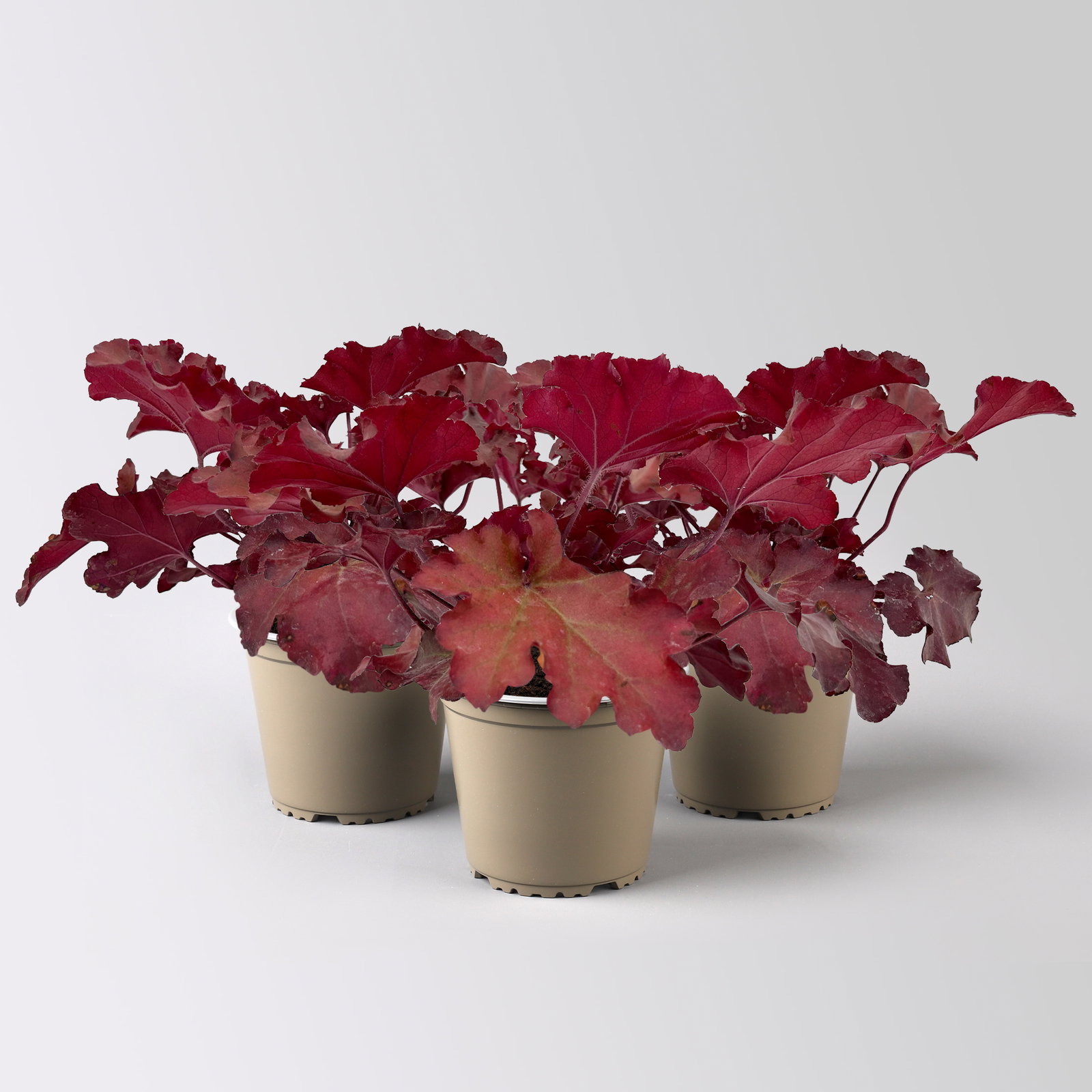 Bio Purpurglöckchen 'Boysenberry', rotlaubig, Topf-Ø 12 cm, 3 Pflanzen Bio Purpurglöckchen 'Boysenberry', rotlaubig, Topf-Ø 12 cm, 3 Pflanzen