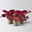 Bio Purpurglöckchen 'Boysenberry', rotlaubig, Topf-Ø 12 cm, 3 Pflanzen