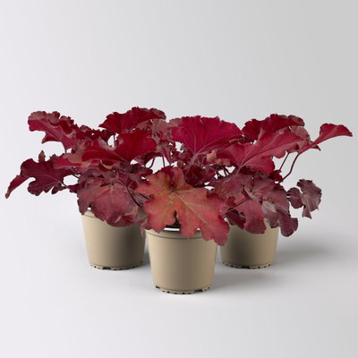 Bio Purpurglöckchen 'Boysenberry', rotlaubig, Topf-Ø 12 cm, 3 Pflanzen Bio Purpurglöckchen 'Boysenberry', rotlaubig, Topf-Ø 12 cm, 3 Pflanzen
