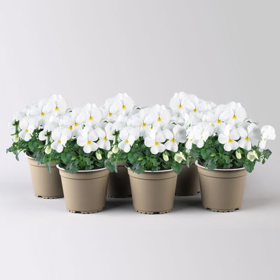 Hornveilchen XL, weiß, Topf-Ø 12cm, 6 Pflanzen