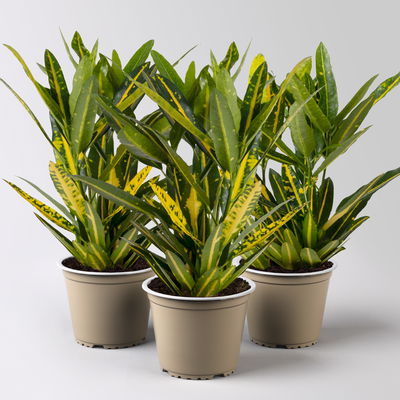 Kroton 'Sunny Star', Topf-Ø 12 cm, Höhe ca. 30 cm, 3 Pflanzen Kroton 'Sunny Star', Topf-Ø 12 cm, Höhe ca. 30 cm, 3 Pflanzen